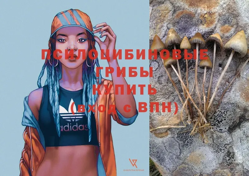 Галлюциногенные грибы Psilocybe  даркнет сайт  Ветлуга 